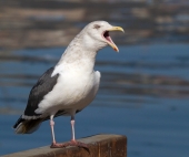 Солист Больших и Малых театров