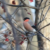 Уссурийский снегирь на бересклете
