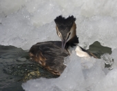 Среди льдин