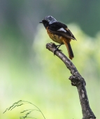 Птичка на ветке