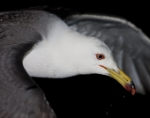 Портрет чайки в полете