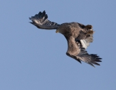 Из мертвой петли