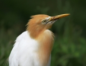 Задумчивая