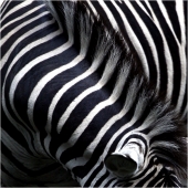 Крошечка-Хаврошечка