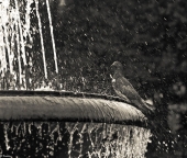 Водные процедуры...