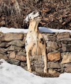 замуровали собачку...