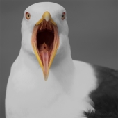 Соло на леере.