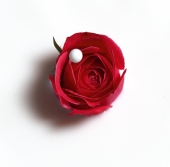 "Кровь с молоком"