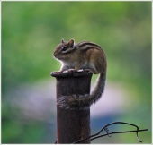 Бурундёнок