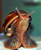 Привет земляне! Я пришел с миром! )))