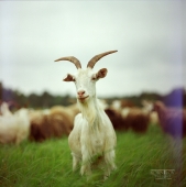 Козел светлый - среднеформатированный