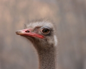 зрит в саму корень