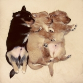 Сонный час :)