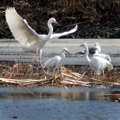 Русский цапель