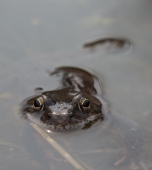 В болоте В болоте