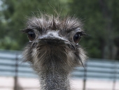 Портрет анфас Портрет анфас