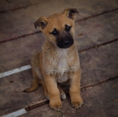 Жизнь собачья