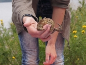 уважающий себя жаб