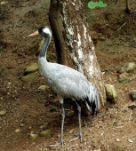 Журавль Журавль