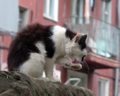 Уличный чистюля