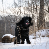 Собакин Маака Собакин Маака