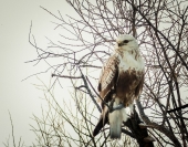 Мохноногий канюк