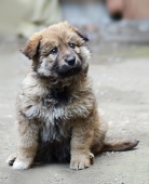 медвежонок