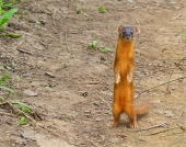 Оу! А чойта это здесь?