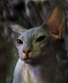 В глаза смотреть!