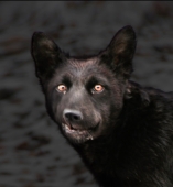 апрельская очумевшая собачка