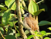 Птичка заморская