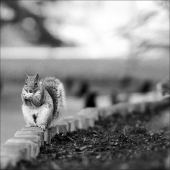 Всё грызёт...