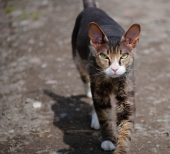 Непонятное существо