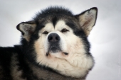 Аляскинский маламут