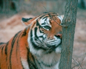 год тигра продолжается