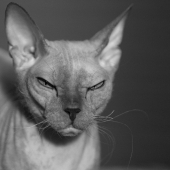 Девушка с претензиями