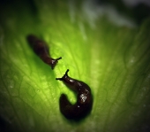 Скользкая парочка Скользкая парочка