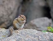 Лакомый кусочек Лакомый кусочек