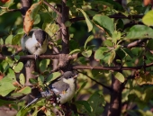 Желторотики