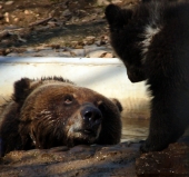 - И в кого ты такой чернявый у меня?