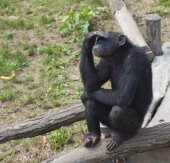 Чапай думает.