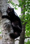 ...Только черному коту и ....