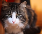 "Сытый горыныч"