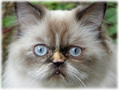 У страха глаза... голубы