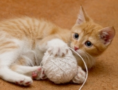 Мы играем...