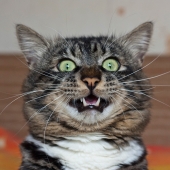 вождь тоталитарного режима