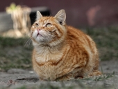 Надежды весеннего котэ...