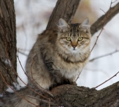 За птичками