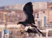 Просто орлан на фоне города
