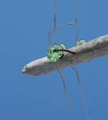 глазастик зеленоокий (не маака)